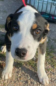 Chelsie -  Border Collie and Greater Swiss Mountain Dog Dog for Adoption in Polson, Montana - Chelsie | PetCurious