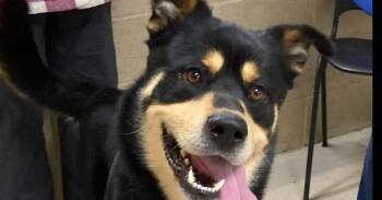 Riley -  Rottweiler and Shepherd Dog for Adoption in Powder Springs, Georgia - Riley | PetCurious