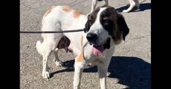 MONARCH 263-26 -  Great Pyrenees and Saint Bernard Dog for Adoption in Cambridge, Ohio - MONARCH 263-26 | PetCurious
