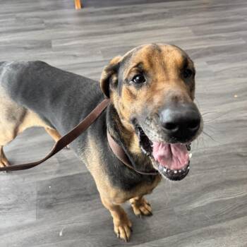 Red -  Bloodhound Dog for Adoption in Louisville, Kentucky - Red | PetCurious