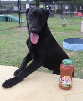 Salsa -  Labrador Retriever and Mixed Breed Dog for Adoption in Conway, South Carolina - Salsa | PetCurious