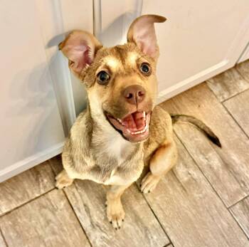 Rat Terrier Dogs Available for Adoption - Bessie | PetCurious