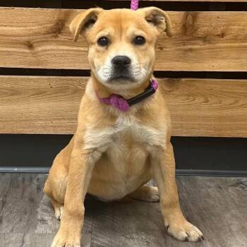 Carolina Dog Dogs Available for Adoption in Wadena, Minnesota - Lillian | PetCurious