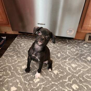 Zoey (Hailey) -  Pug and Terrier Dog for Adoption in Ferndale, Washington - Zoey (Hailey) | PetCurious