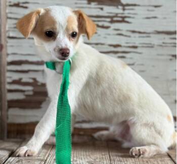Jack Russell Terrier Dogs Available for Adoption in Carrollton, Texas - Edwin | PetCurious