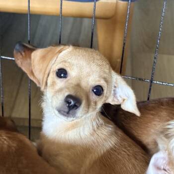 Clovis -  Chihuahua and Mixed Breed Dog for Adoption in Sacramento, California - Clovis | PetCurious