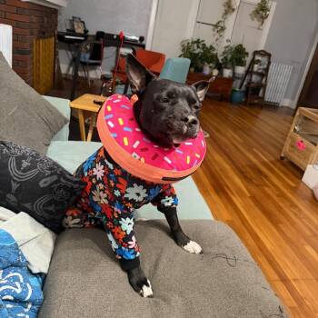 Shiitake -  Black Labrador Retriever and Mixed Breed Dog for Adoption in Ferndale, Michigan - Shiitake | PetCurious