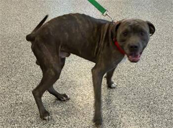 A138460 -  Mixed Breed Dog for Adoption in Palmetto, Florida - A138460 | PetCurious