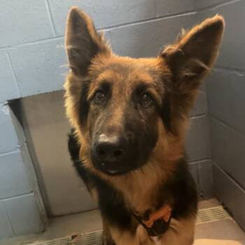 Blaze -  Mixed Breed Dog for Adoption in Gadsden, Alabama - Blaze | PetCurious