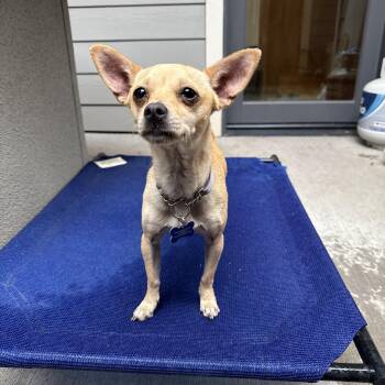 Zoe -  Chihuahua Dog for Adoption in Fort Collins, Colorado - Zoe | PetCurious