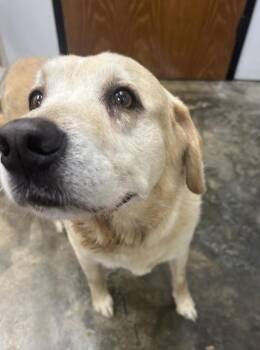 Charlie -  Labrador Retriever Dog for Adoption in Osage Beach, Missouri - Charlie | PetCurious