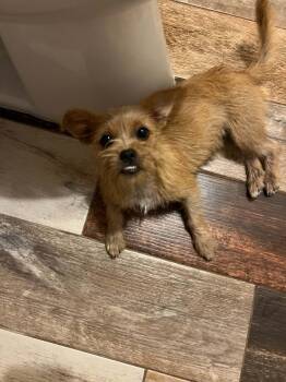 Sweet Pea -  Terrier and Chihuahua Dog for Adoption in San Antonio, Texas - Sweet Pea | PetCurious