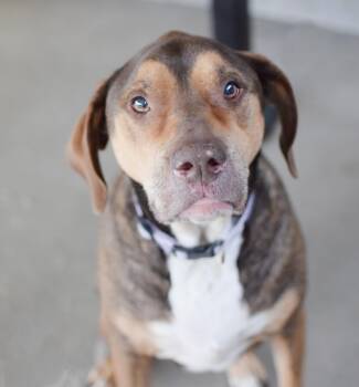Louise -  Hound Dog for Adoption in Pontiac, Michigan - Louise | PetCurious