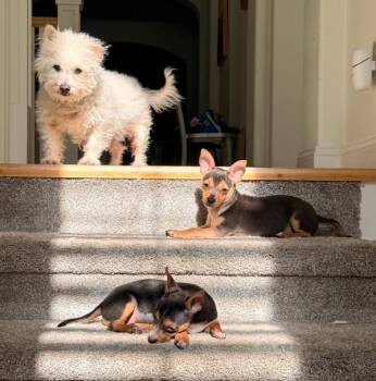 Chihuahua Dogs Available for Adoption in Novato, California - Mongo | PetCurious