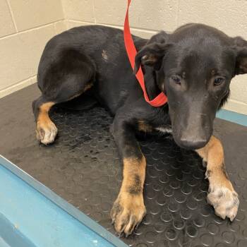 Rescue Mixed Breed Dogs for Adoption in Bartlett, Tennessee - Rey (Formerly Rory) | PetCurious