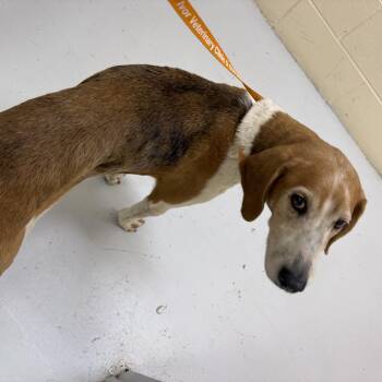 Hound Dogs Available for Adoption in Elberon, Virginia - Bug | PetCurious