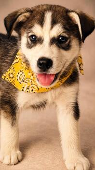 Sammi -  Siberian Husky and Great Pyrenees Dog for Adoption in Nahunta, Georgia - Sammi | PetCurious