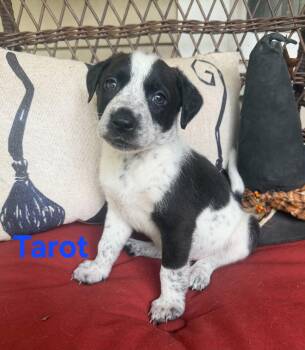 Tarot -  American Staffordshire Terrier Dog for Adoption in Blairstown, New Jersey - Tarot | PetCurious