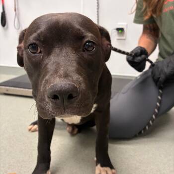 Beau -  Pit Bull Terrier and Mixed Breed Dog for Adoption in Abilene, Texas - Beau | PetCurious