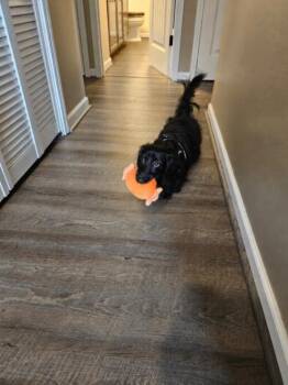 Oscar -  Dachshund Dog for Adoption in Seattle, Washington - Oscar | PetCurious
