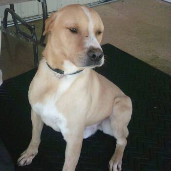 Cole -  Labrador Retriever and Mixed Breed Dog for Adoption in Buffalo, Minnesota - Cole | PetCurious