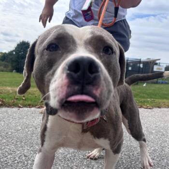 Gordo -  Pit Bull Terrier Dog for Adoption in York, Pennsylvania - Gordo | PetCurious