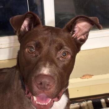 Tripp (Winston) -  Terrier and Chocolate Labrador Retriever Dog for Adoption in Little Rock, Arkansas - Tripp (Winston) | PetCurious