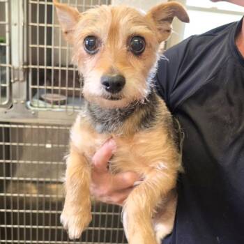 Corkie *My Adoption is Pending!* -  Yorkshire Terrier Dog for Adoption in Wappingers Falls, New York - Corkie *My Adoption Is Pending!* | PetCurious
