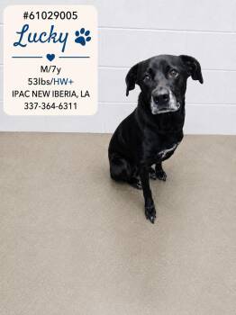 Lucky -  Black Labrador Retriever Dog for Adoption in New Iberia, Louisiana - Lucky | PetCurious