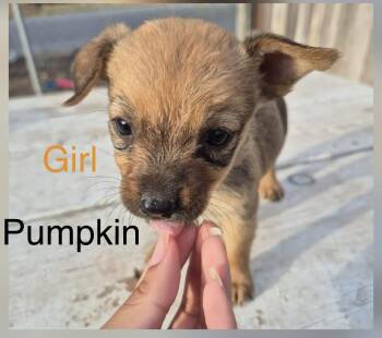 Pumpkin -  Australian Cattle Dog Blue Heeler Dog for Adoption in Gainesville, Virginia - Pumpkin | PetCurious