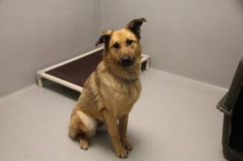 Mixed Breed Dogs Available for Adoption in Winnipeg, Manitoba - Abigail | PetCurious