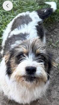 Bella -  Terrier Dog for Adoption in Dallas, Texas - Bella | PetCurious