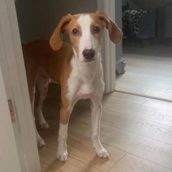 Noodle -  Mixed Breed Dog for Adoption in Fredericksburg, Virginia - Noodle | PetCurious