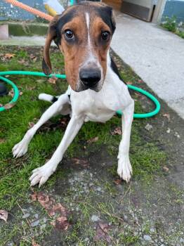 Rescue Terrier Dogs for Adoption in Winnsboro, South Carolina - Royce | PetCurious