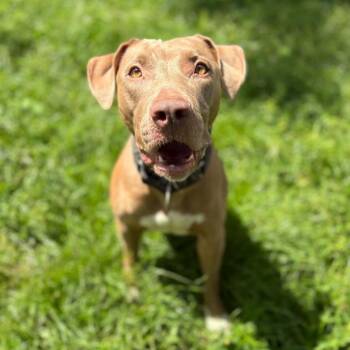 Coco Chanel -  Mixed Breed Dog for Adoption in Lake Panasoffkee, Florida - Coco Chanel | PetCurious