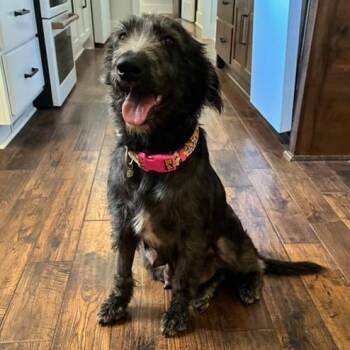 Frankie -  Standard Poodle and Labrador Retriever Dog for Adoption in Brownsboro, Alabama - Frankie | PetCurious