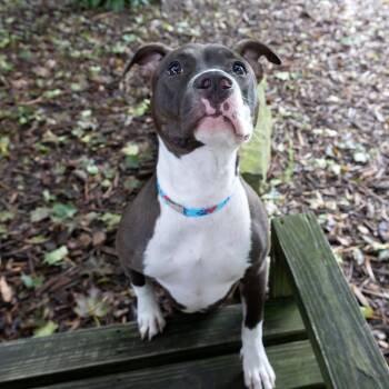 Miss Jolene -  Pit Bull Terrier Dog for Adoption in Mckean, Pennsylvania - Miss Jolene | PetCurious