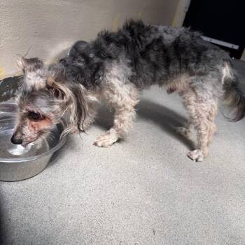 IVHS-Stray-141473 -  Yorkshire Terrier Dog for Adoption in San Gabriel, California - IVHS-Stray-141473 | PetCurious