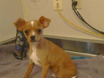 Chihuahua Dogs Available for Adoption in Sacramento, California - A914959 | PetCurious