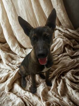 Belgian Shepherd Malinois Dogs Available for Adoption in Kuna, Idaho - Tequila | PetCurious