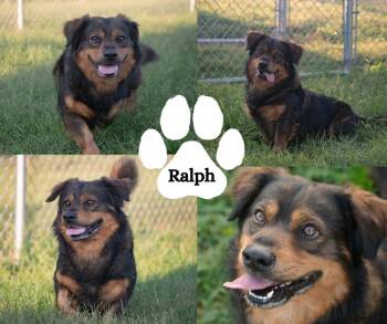 Ralph -  Shepherd and Corgi Dog for Adoption in Winchester, Kentucky - Ralph | PetCurious