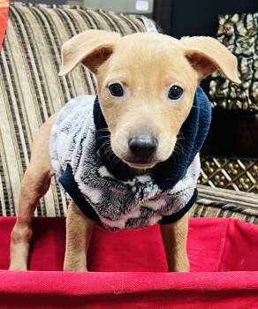 Rescue Terrier Dogs for Adoption in Mundelein, Illinois - Rupert | PetCurious