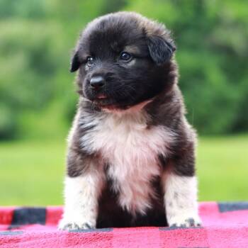 CT Hola avail Aug 15 (Stafford Farmers Mkt- Stafford, CT) -  Collie and Shepherd Dog for Adoption in Eastford, Connecticut - CT Hola Avail Aug 15 (Stafford Farmers Mkt- Stafford, CT) | PetCurious
