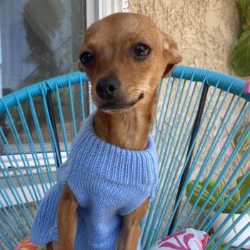 Yoli -  Chihuahua and Miniature Pinscher Dog for Adoption in Whittier, California - Yoli | PetCurious
