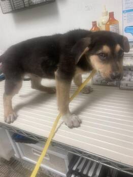 Shepherd Dogs Available for Adoption in Thousand Oaks, California - Ned - URGENT AND AT RISK | PetCurious