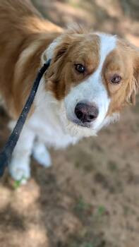 Jaxpot -  Australian Shepherd and Golden Retriever Dog for Adoption in Milton, Georgia - Jaxpot | PetCurious