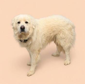 Great Pyrenees and Mixed Breed Dogs Available for Adoption in Bowling Green, Kentucky - Snowball | PetCurious