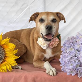 Ginger -  Mixed Breed Dog for Adoption - Ginger | PetCurious