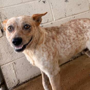 Mike Joe -  Australian Cattle Dog Blue Heeler Dog for Adoption in Edinburg, Texas - Mike Joe | PetCurious