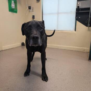 Remington -  Great Dane Dog for Adoption in Pasadena, California - Remington | PetCurious